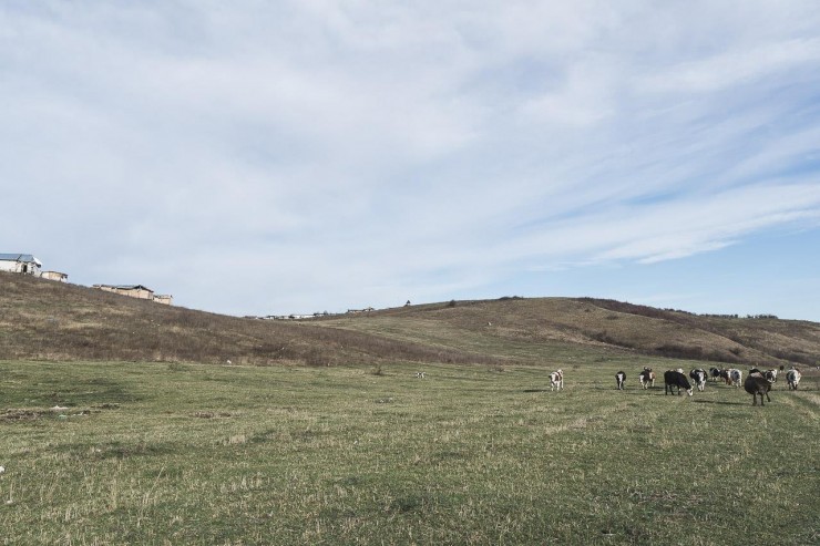 Cows are put out to pasture every day in the vicinity of the leachate, at the foot of the landfill. Photo: Kilin Zs.