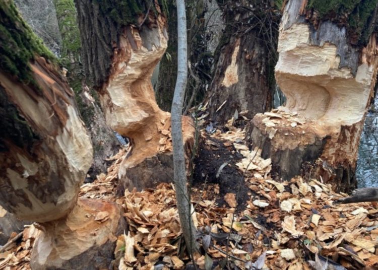 Hódok nyomai lerágott fák törzsén